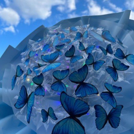  عکس پروانه ی آبی