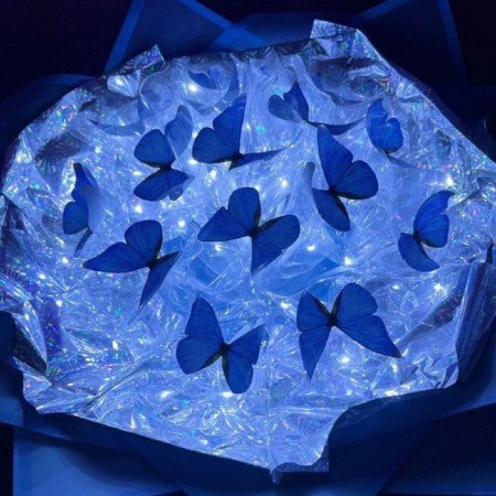  عکس پروانه ی آبی