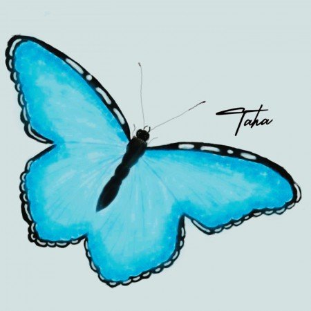  عکس پروانه ی آبی