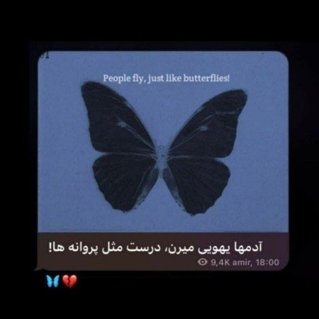  عکس پروانه ی آبی
