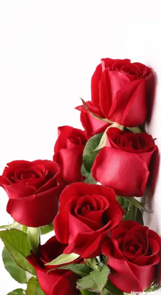  عکس گل رز قرمز عاشقانه