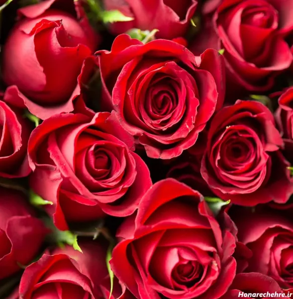  عکس گل رز قرمز عاشقانه