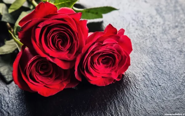  عکس گل رز قرمز عاشقانه