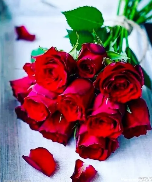  عکس گل رز قرمز عاشقانه