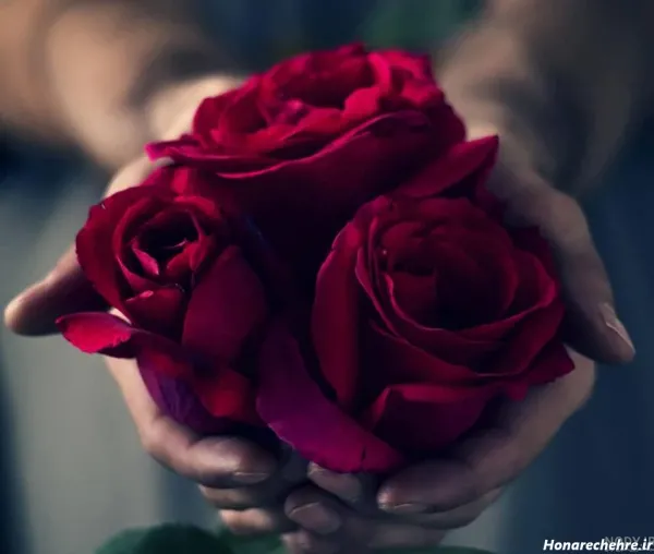  عکس گل رز قرمز عاشقانه