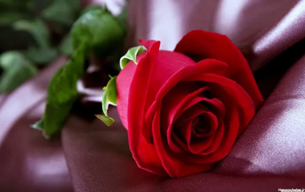  عکس گل رز قرمز عاشقانه