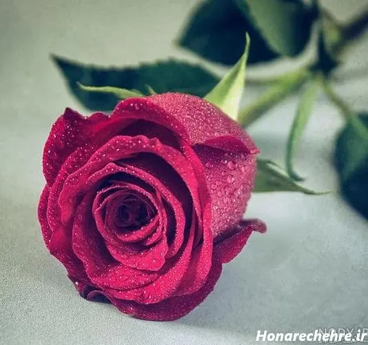  عکس گل رز قرمز عاشقانه
