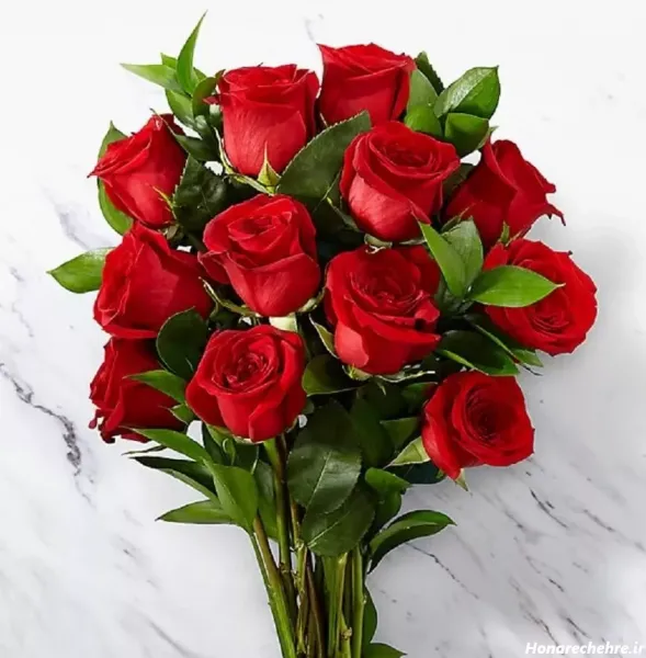  عکس گل رز قرمز عاشقانه برای پروفایل