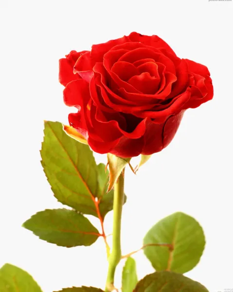  عکس گل رز قرمز عاشقانه برای پروفایل