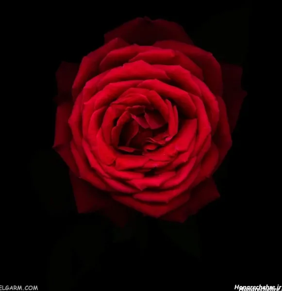  عکس گل رز قرمز عاشقانه برای پروفایل