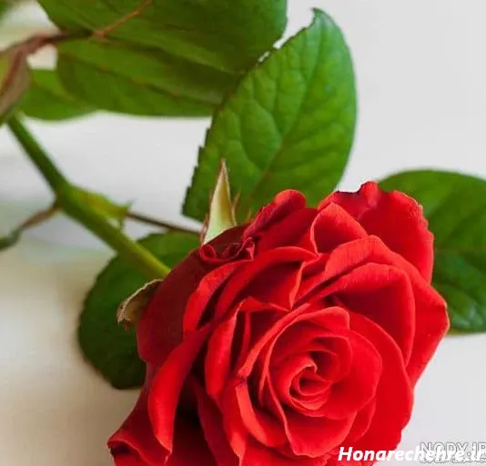  عکس گل رز قرمز عاشقانه برای پروفایل