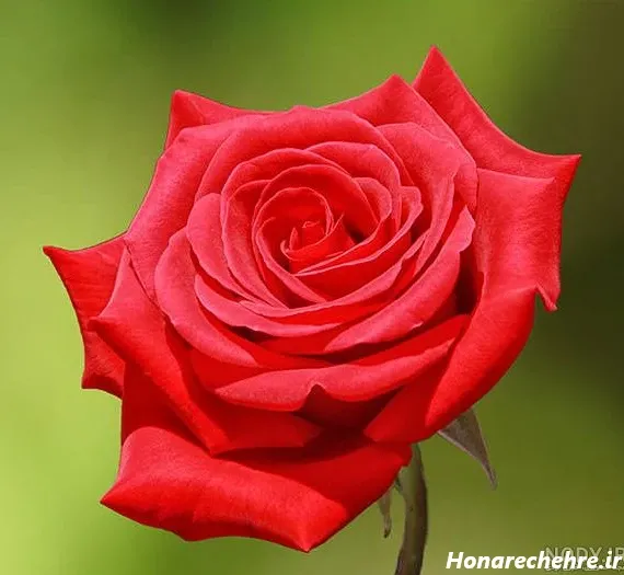  عکس گل رز قرمز عاشقانه برای پروفایل