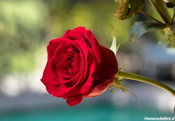  عکس گل رز قرمز عاشقانه برای پروفایل