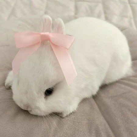  عکس دخترونه صورتی