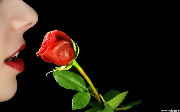  عکس گل رز قرمز در دست دختر