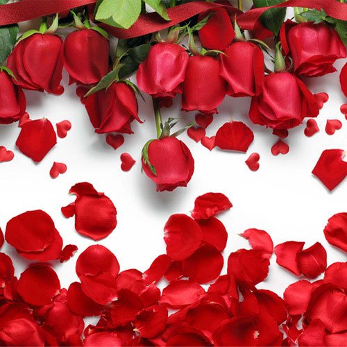  عکس گل رز قرمز مخملی برای پروفایل