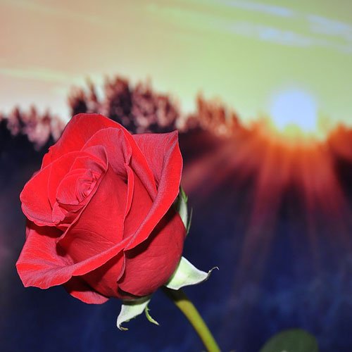  عکس گل رز قرمز مخملی برای پروفایل