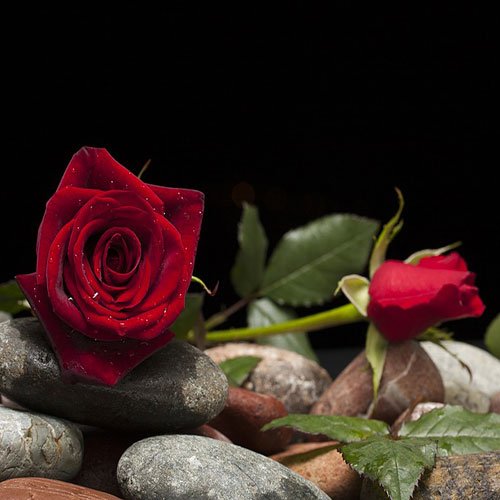  عکس گل رز قرمز مخملی برای پروفایل