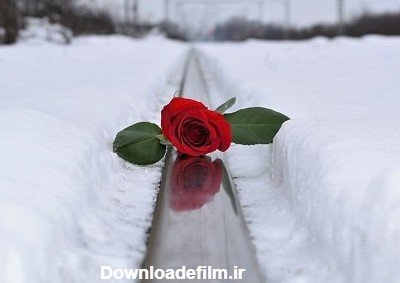  عکس گل رز قرمز در برف