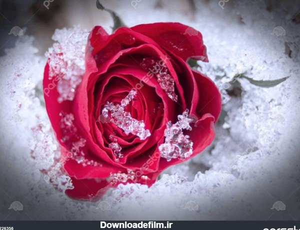  عکس گل رز قرمز در برف
