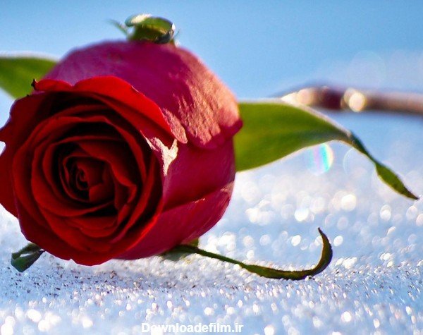  عکس گل رز قرمز در برف