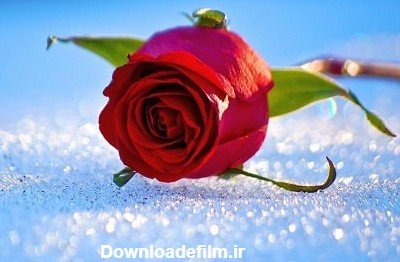  عکس گل رز قرمز در برف