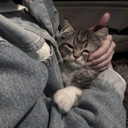  عکس گربه دارک