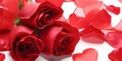 عکس گل رز قرمز در باران