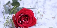  عکس گل رز قرمز در باران