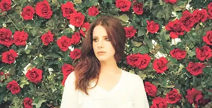  عکس گل رز قرمز و قلب