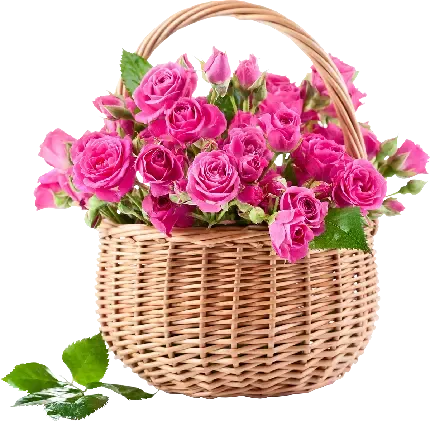  عکس گل رز قرمز و قلب