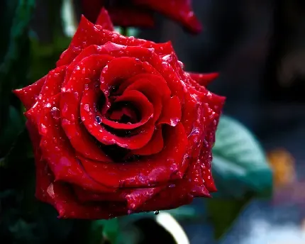  عکس گل رز قرمز و قلب
