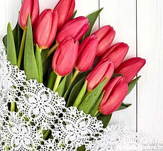  عکس گل برای پروفایل واتساپ
