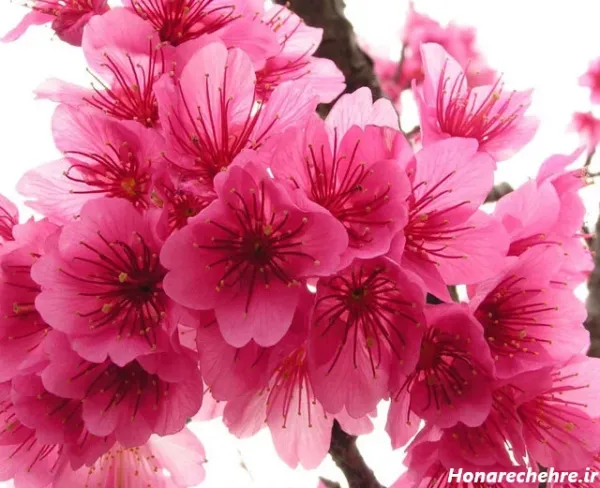  عکس گل برای پروفایل واتساپ