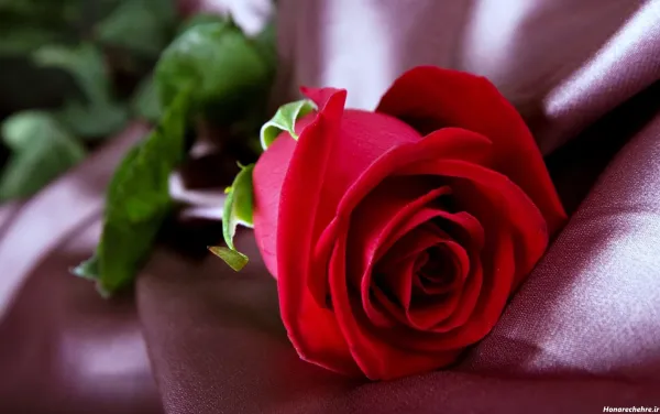  عکس گل برای پروفایل واتساپ