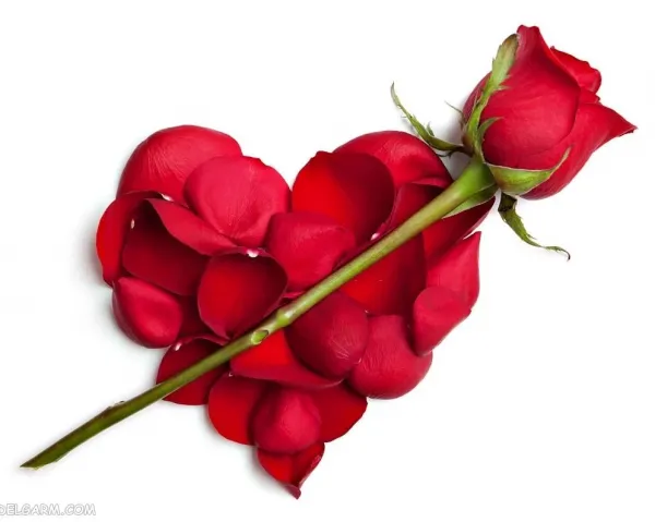  عکس گل برای پروفایل واتساپ