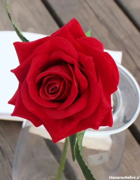  عکس گل برای پروفایل واتساپ