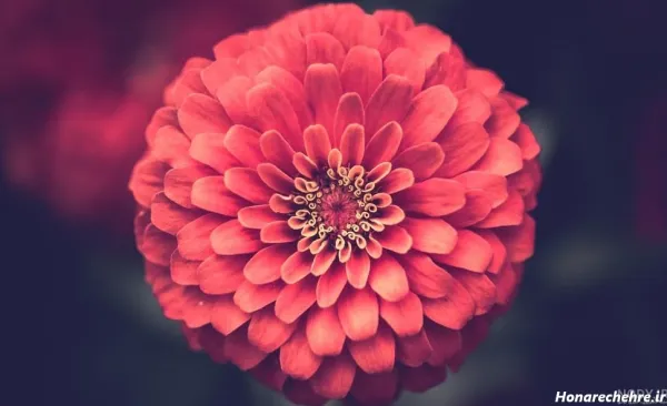  عکس گل برای پروفایل واتساپ