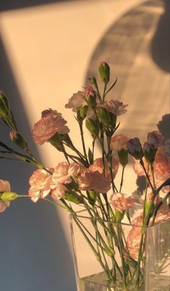  عکس گل برای پروفایل واتساپ جدید ایرانی