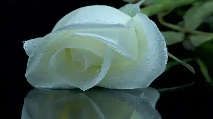 عکس گل برای پروفایل واتساپ نوشته دار
