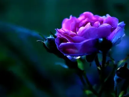 عکس گل برای پروفایل واتساپ نوشته دار