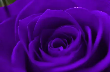 عکس گل برای پروفایل واتساپ نوشته دار