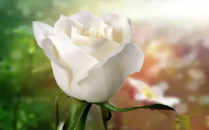 عکس گل برای پروفایل واتساپ نوشته دار