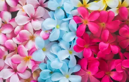 عکس گل برای پروفایل واتساپ نوشته دار