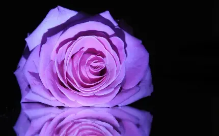 عکس گل برای پروفایل واتساپ نوشته دار