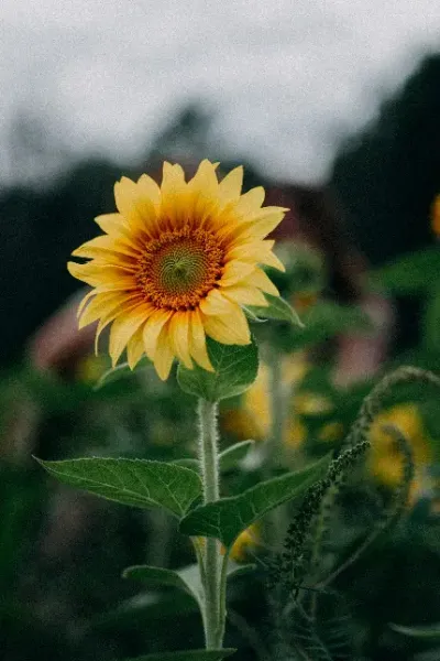 عکس گل برای پروفایل واتساپ نوشته دار