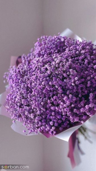  عکس گل ژیپسوفیلا سفید
