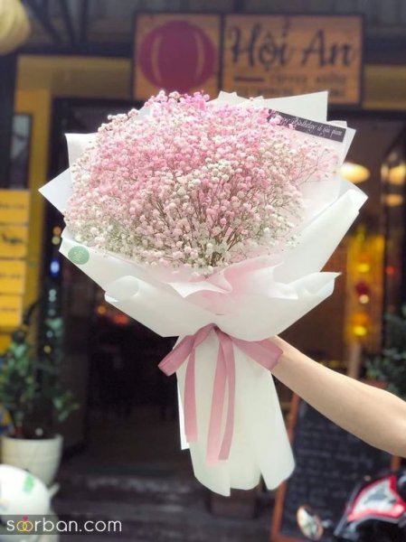  عکس گل ژیپسوفیلا سفید