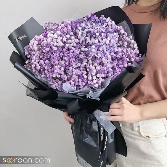  عکس گل ژیپسوفیلا سفید