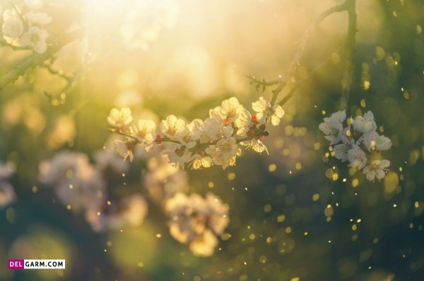  عکس باران برای پروفایل